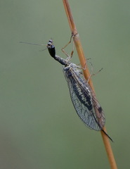 Dichrostigma flavipes