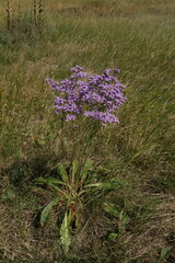 Limonium tomentellum