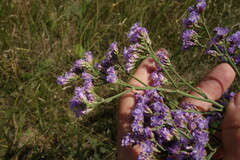 Limonium tomentellum
