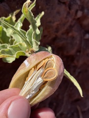 Asclepias macrosperma