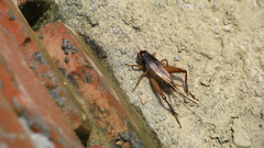 Teleogryllus