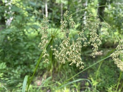 Scirpus pedicellatus