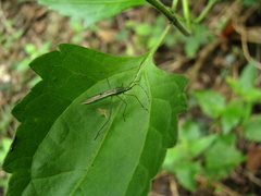 Leptocorisa acuta