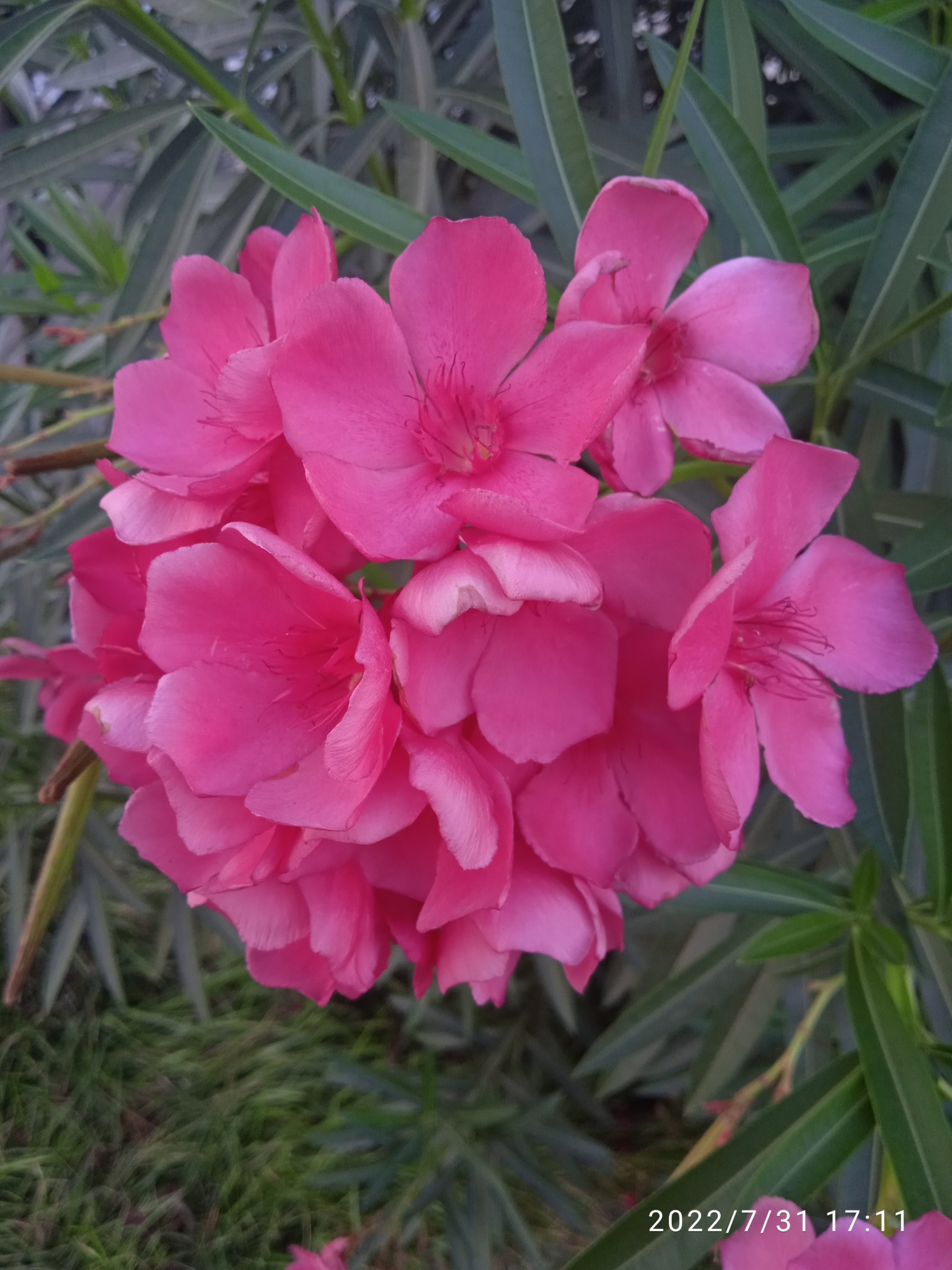 Nerium oleander