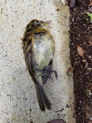 Empidonax flavescens