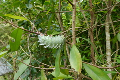 Attacus atlas formosanus