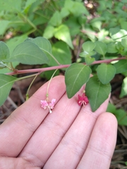 Fuchsia thymifolia
