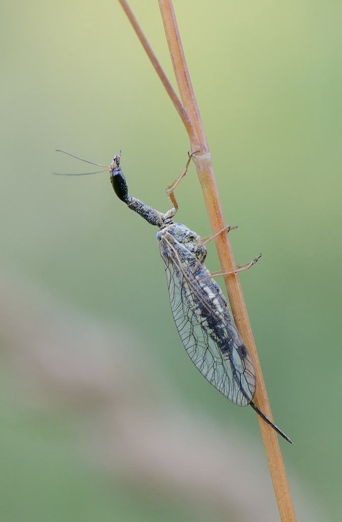 Dichrostigma