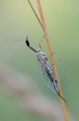 Dichrostigma flavipes