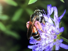 Andrena hattorfiana