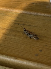 Chorthippus brunneus