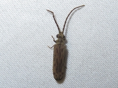 Tenomerga cinerea