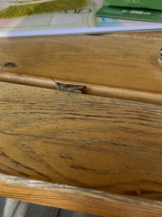 Chorthippus brunneus