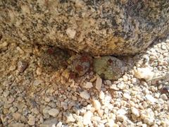 Larryleachia marlothii