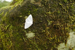 Micronidia intermedia