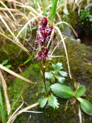 Micranthes razshivinii