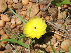 Parodia ottonis