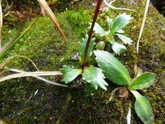 Micranthes razshivinii