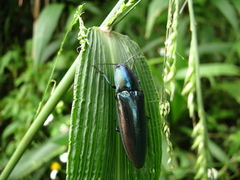 Campsosternus auratus