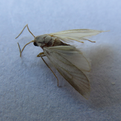 Acentria ephemerella