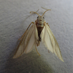 Acentria ephemerella