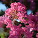 Crape-Myrtle - Photo (c) Kim, Hyun-tae, some rights reserved (CC BY-NC), uploaded by Kim, Hyun-tae
