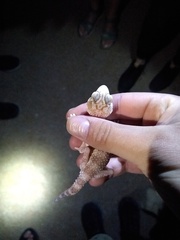 Chondrodactylus angulifer