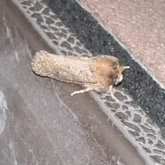 Acrolophus arcanella