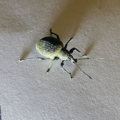 Otiorhynchus