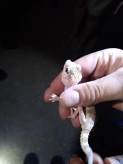 Chondrodactylus angulifer