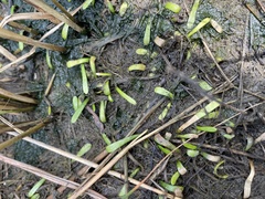 Lilaeopsis chinensis