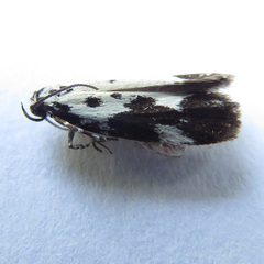 Ethmia quadrillella