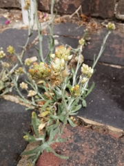 Helichrysum luteoalbum