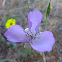 Calochortus splendens