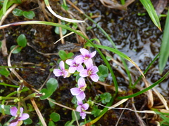 Cardamine purpurea