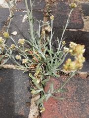 Helichrysum luteoalbum
