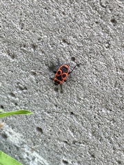 Pyrrhocoris apterus