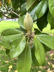 Magnolia