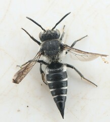 Coelioxys mandibularis