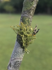Teloschistes exilis