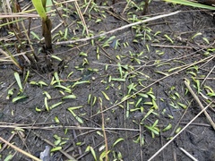 Lilaeopsis chinensis