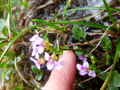 Cardamine purpurea