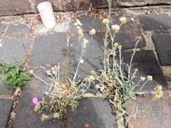 Helichrysum luteoalbum