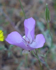 Calochortus splendens
