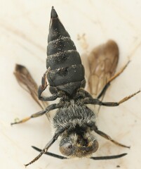 Coelioxys mandibularis