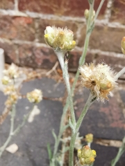Helichrysum luteoalbum