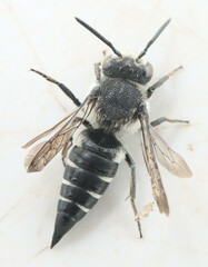 Coelioxys mandibularis