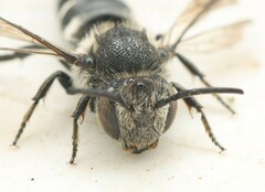 Coelioxys mandibularis