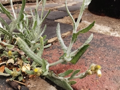 Helichrysum luteoalbum