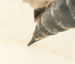 Coelioxys mandibularis